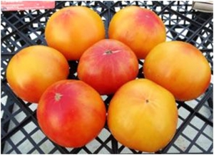 Семена томата сорта Yellow Stone Bi-Color (Жёлтый камень биколор) - Высокорослые округлые и плоско-округлые