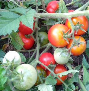 Семена томата сорта ACE 55 VF - низкорослые кустовые