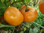 . Amana orange (Амана оранж)