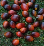 . Black kumquat (Черный кумкват)