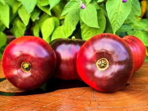 Семена томата сорта Blue dwarf (Синий карлик) - низкорослые кустовые