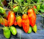 . Boxer Rebellion (Боксерское восстание)