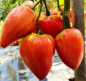 Семена томата сорта Сердце теленка (Calf’s Heart) - Гиганты сердцевидные