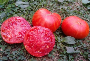 Семена томата сорта Cherokee Tiger Large (Чероки Большой Тигр) - низкорослые кустовые