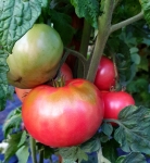 . Coorong Pink (Кооронг Пинк)