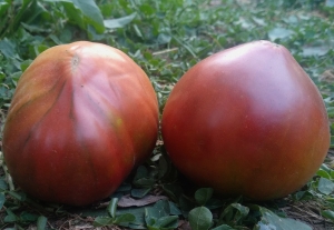 Семена томата сорта Crimson Sunset (Багряный Закат) - Гномы