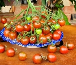 . Dark Stripe Micro Dwarf (Микрогном в темную полоску) (Тип мультифлора)