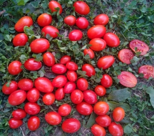 Семена томата сорта Datterini red (Даттерини красные) - Datterini red (Даттерини красные)