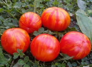 Семена томата сорта Delta Diver red (Дельта Дивер красный) - Полосатые томаты