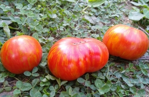 Сорт томата сорта Delta Dwarf (Гном Дельта) - Полосатые томаты