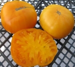 . Dr. Wyche's Yellow (Желтый Доктора Виче)