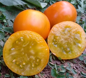 Семена сорта томата Shamrock (Трилистник) - Гномы