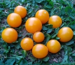 . Eagle Smiley Dwarf (Гном Улыбающийся орел)