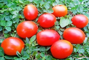 Семена томата сорта Gardener’s Sweetheart (Возлюбленная садовника) - Высокорослые «черри»
