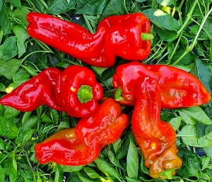 Семена перца сорта Gentle Giant Goliaf (Нежный гигант голиаф) 