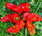 . Перец Gentle Giant Goliaf (Нежный гигант голиаф)