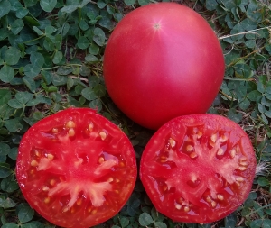 Семена томата сорта Gogosha (Гогоша) - Гиганты розовые