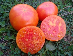 Семена томата сорта Hartsack Yellow (Хэртсак Жёлтый) - Гиганты двуцветные