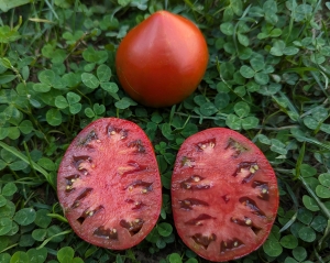 Семена сорта томата Jarson 21 - Гиганты сердцевидные 