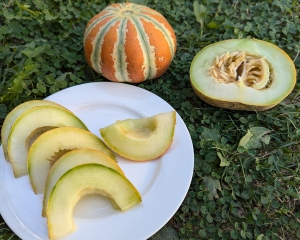 Семена дыни сорта Kajari