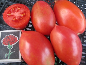 Семена сорта томата Колокола России - Низкорослые кустовые