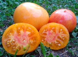 Семена сорта томата Kozula 137 (Козула 137) - Полосатые