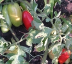 . Limbaugh (Лимбо)