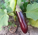 . Баклажан Long Violet