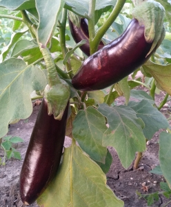 Семена баклажана сорта Long Violet (Лонг Ваилет)