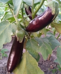 . Баклажан Long Violet