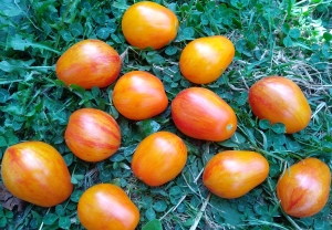 Семена томата сорта Lucfichoise - Высокорослые «черри» (балконные томаты)