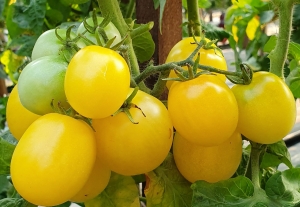 Семена томата сорта Dwarf Mandurang Moon (Гном Луна Мандуранга) - Гномы