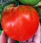 . Мармеладный