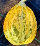 . Дыня Де Элджер (D’alger)