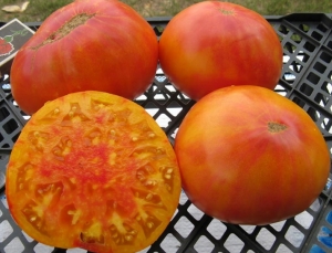 Семена сорта томата Мери Робинсон - Гиганты двуцветные