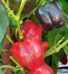 Семена перца сорта Midnight Dream (Полночные мечты)