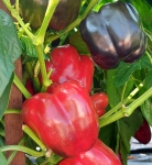 . Перец Midnight Dream (Полночные мечты)