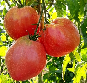 Семена томата сорта Минусинские бычки новые (Minusinsk new bulls) - Гиганты сердцевидные