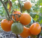 . Dwarf Moby's сherry (Гном вишня Моби)