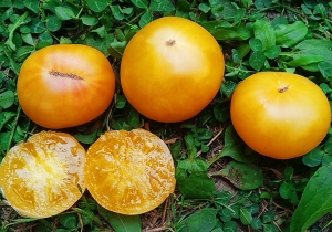 Семена томата сорта Moliagul Moon Dwarf (Гном Молиагул Мун) - Гномы