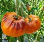 . Nelumi (Нелуми)