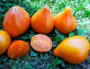 Семена томата сорта Pineapple Oxheart (Ананасное бычье сердце) - Гиганты сердцевидные