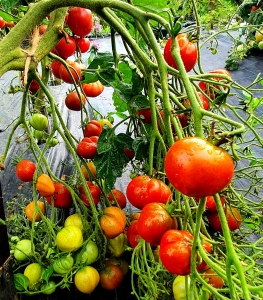 Семена томата сорта Rebel Alliance (Альянс Повстанцев) (Тип мультифлора) - Высокорослые «черри»