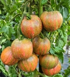 . Восставший звездный истребитель Лунный свет Блэйна (Rebel Starfighter Blane's Moonlight)