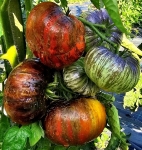 . Rebel Starfighter Dipper`s Delight (Восставший Звездный Истребитель Восторг Диппера)