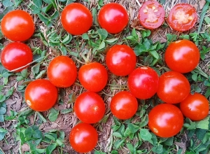 Семена томата сорта Red Bullet (Красная пуля) - Высокорослые «черри» (балконные томаты)