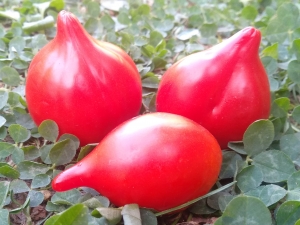 Семена томата сорта Rote Herztomate (Тип мультифлора) - Высокорослые «черри»