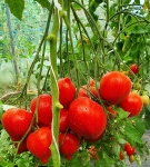 . Rote Herztomate (Красные сердечки) (Тип мультифлора)
