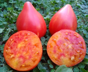 Семена сорта томата Striped oxheart (Полосатое Бычье сердце) - Гиганты двуцветные