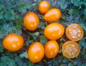 Семена томата сорта Sweet Beverley (Сладкий Беверли) (Тип мультифлора) - Высокорослые «черри»